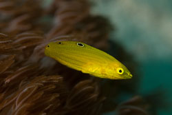 BD-141021-Bali-5771-Halichoeres-chrysus.-Randall.-1981-[Canary-wrasse].jpg